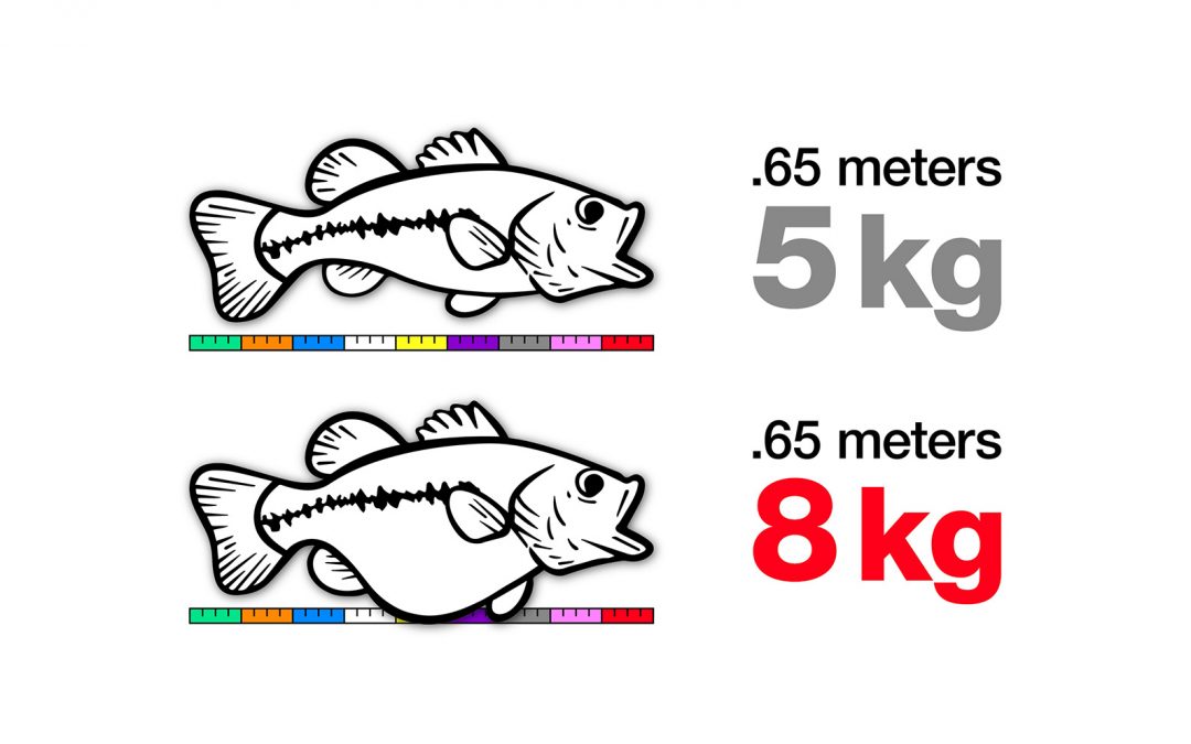 Image showing how two fish of equal lengths can weigh significantly different amounts.